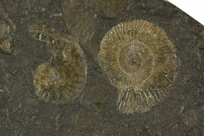 Dactylioceras Ammonite Cluster - Posidonia Shale, Germany #79320
